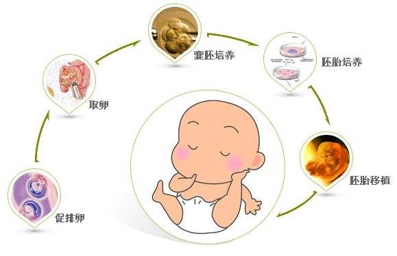 优化生育条件：调整体内环境，实现顺利备孕